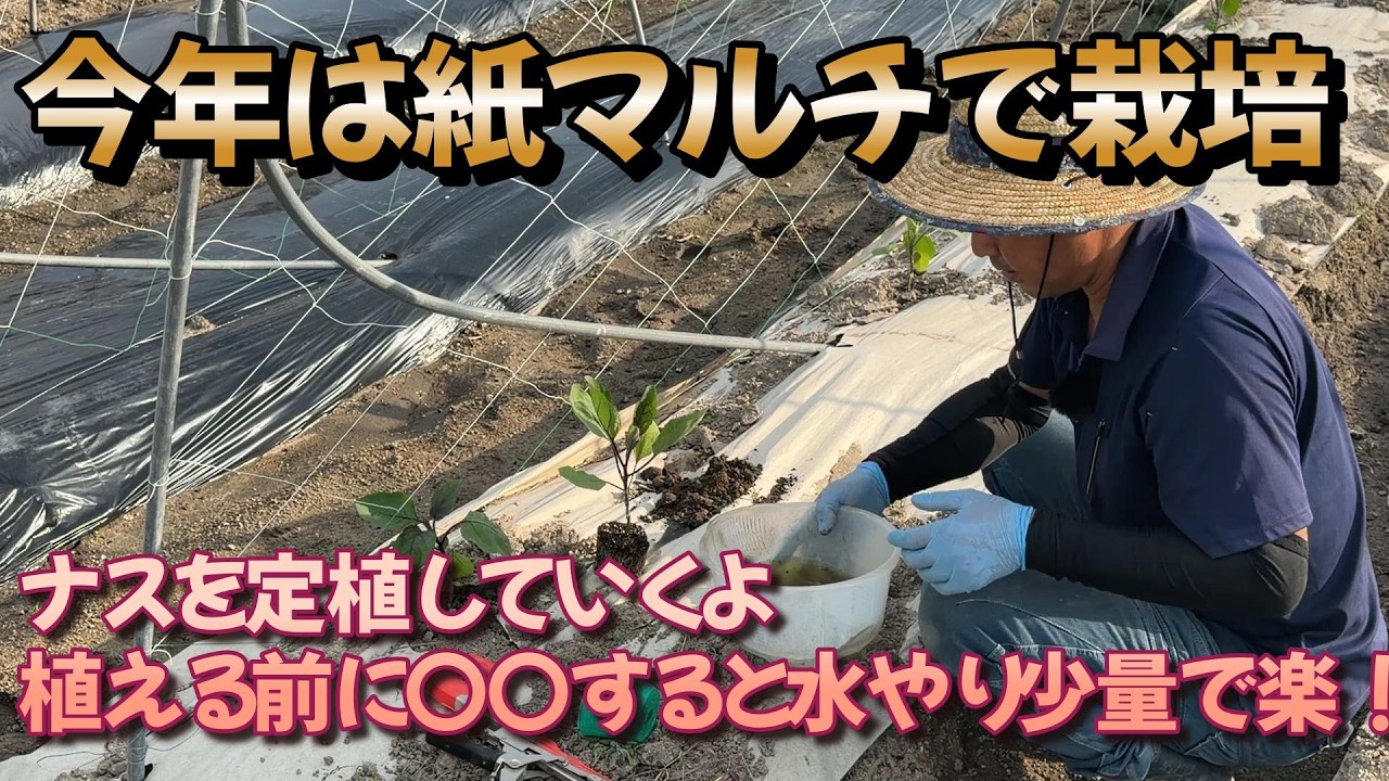 Eggplant planting - This year I'm going to try growing them with