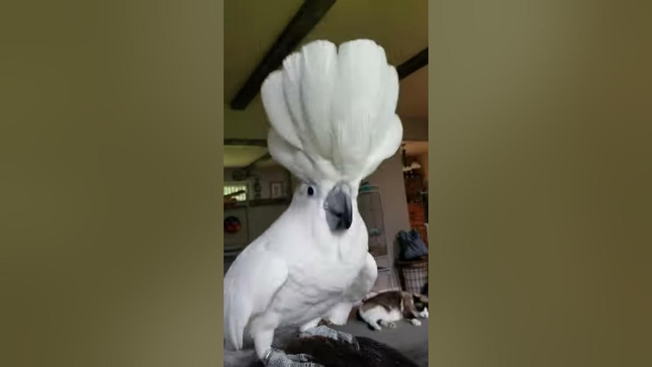 Singing cockatoo YouTube