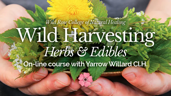 Wild Harvesting Online Course with Herbalist Yarro...
