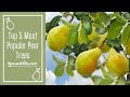 Top 5 Most Popular Pear Trees NatureHills Com Top 5 Most Popular Pear Trees NatureHills Com