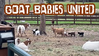 Goat Babies Meet For First Time!