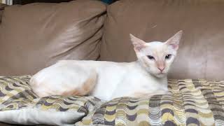 “Bonnie” flame Point Siamese needs home!