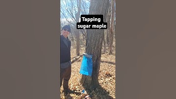 Tapping Sugar Maple