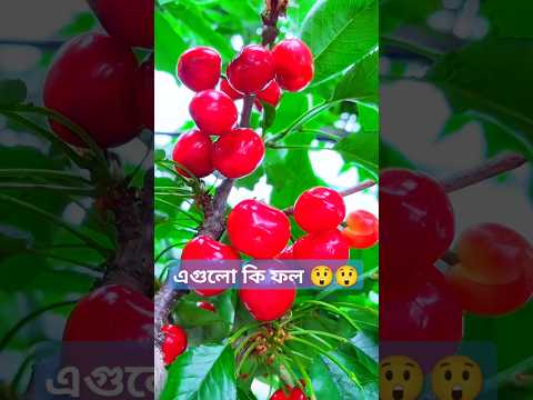 Chari Fruits Shorts Shortsfeed Respect Brousefeature Chari Viralshort 4k