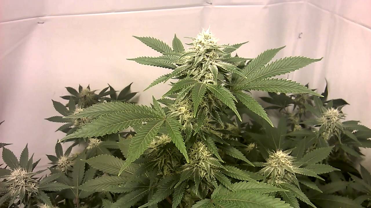 Michigan medical marijuana patient grow.new years day flower update