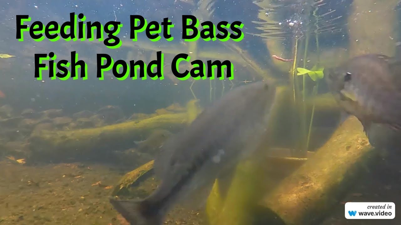 Feeding Aggressive Pet Bass Feeder Goldfish & Earthworms Top