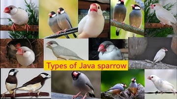 17 types of Java sparrow | Species of Java sparrow