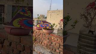 Kapde utarne aya to patang loot li #youtubeshorts #trending #shorts #kite #kites #patang #video