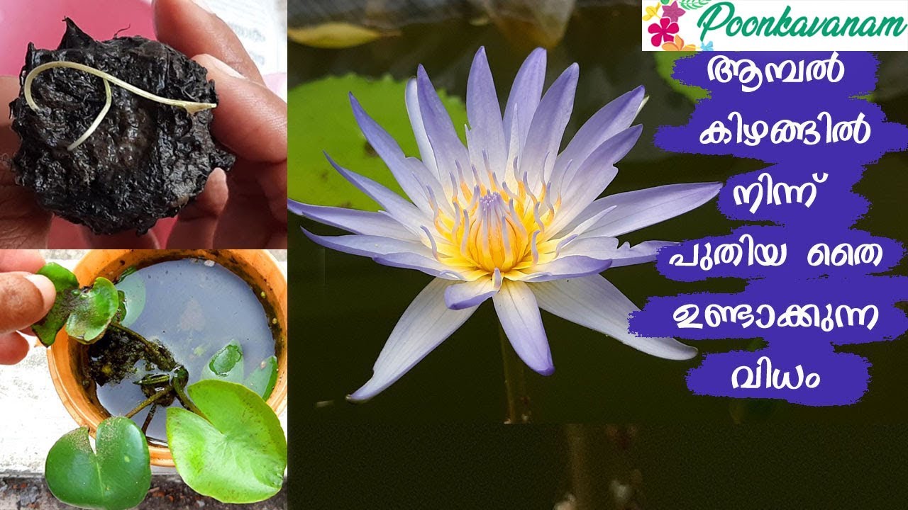 How to Propagate Waterlily from Rhizome (English Subtitles)