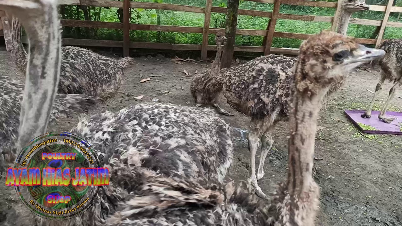 OSTRICH ( BURUNG UNTA ) Hewan peliharaan anti mainstream UNIK & EXOTIC