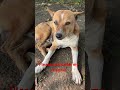 Dog # indian dog # street dog # funny short # viral short # comedy short # YouTube viral short #