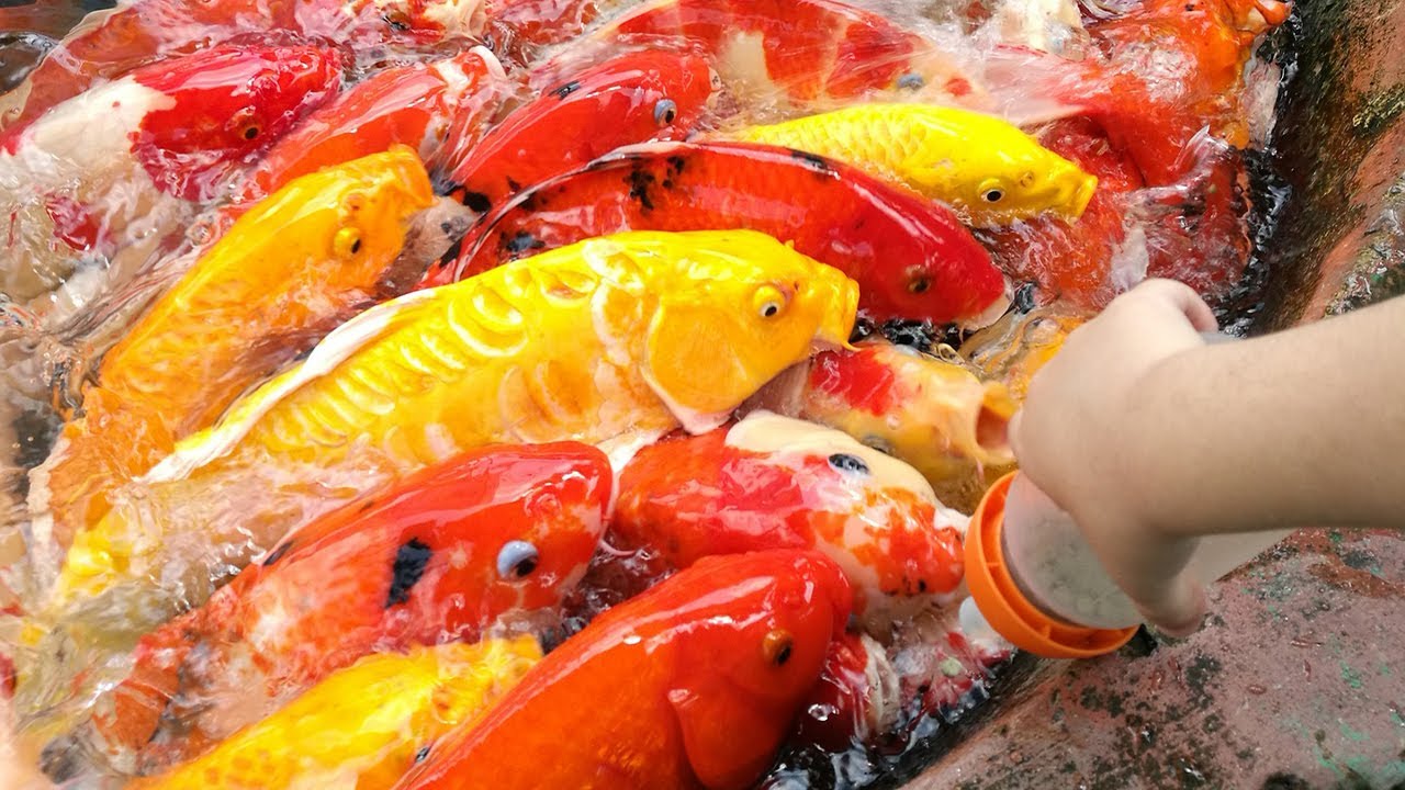 LANGKAH MUDAH BUDIDAYA TERNAK IKAN KOI UNTUK PEMULA! - YouTube