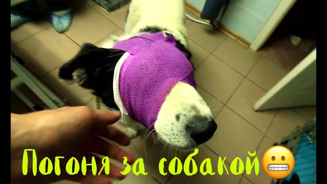 Погоня за собакой! Слепой пес прыгает с машины. - YouTube