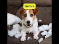 Adventures with Rover: Travel Tales for Pet Lovers #dogcarseat #pettravel