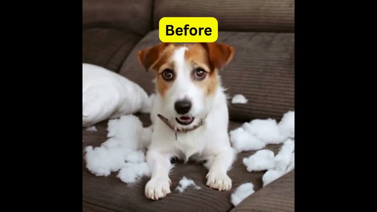 Adventures with Rover: Travel Tales for Pet Lovers 