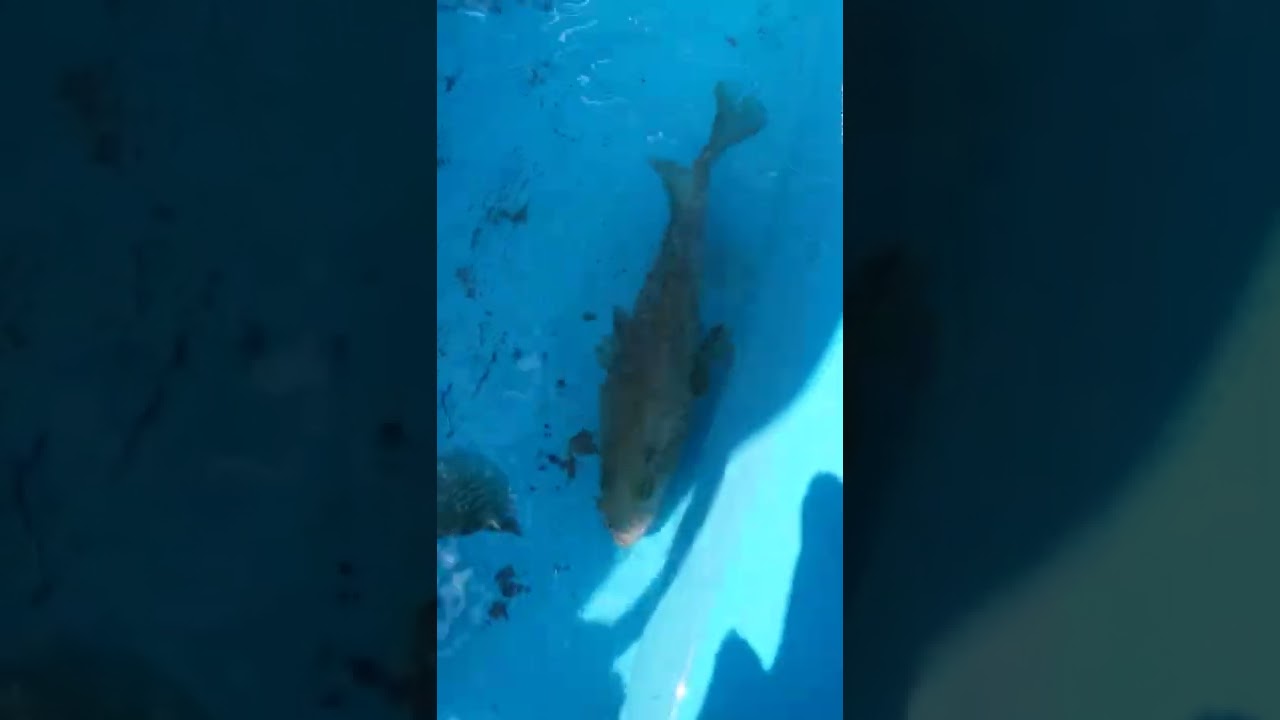 Goldspotted rockcod (Epinephelus coioides)