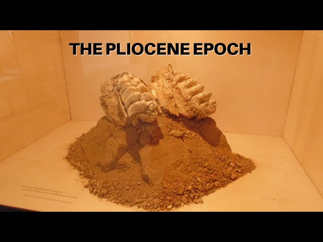 The Pliocene Epoch class=