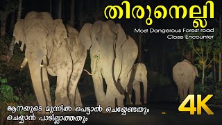 നൈറ്റ് ഡ്രൈവിനിടെ ആനയുടെ മുന്നിൽ പെട്ടു!!! 4K