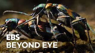 Download Lagu [MacroFilming] Mating of 2 Tiger Beetles MP3