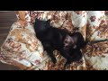 Schipperke Dog Napping on Sofa の動画、YouTube動画。