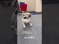 aiboがゲームの相手になってくれたらいいな - Moriya_67さん「aiboの旗上げゲーム」#aiboクリエイターズチャレンジ 2026 第9位「特別賞」受賞作品 #aibo #ゲーム実況