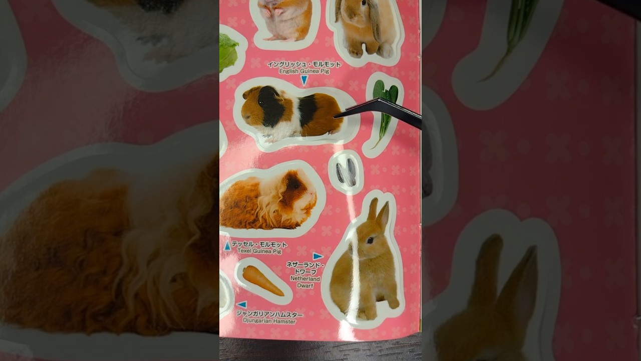 learn names of small animals using sticker book 