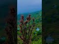 buner