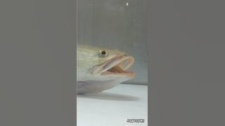 Happ! Memberi makan ikan gabus di aquarium #castinggabus #betokbabon #papuyu #ikanpredator #ikanhias