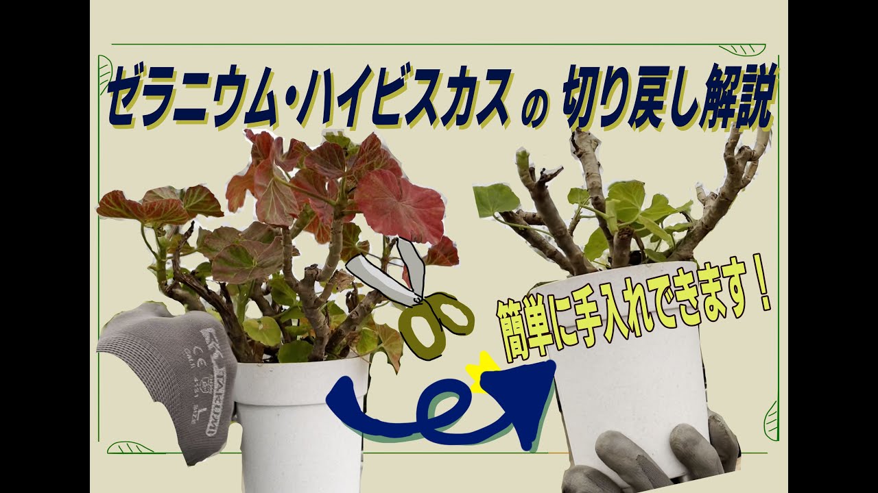 【園芸】簡単手入れ！ゼラニウム、ハイビスカスの切り戻し解説