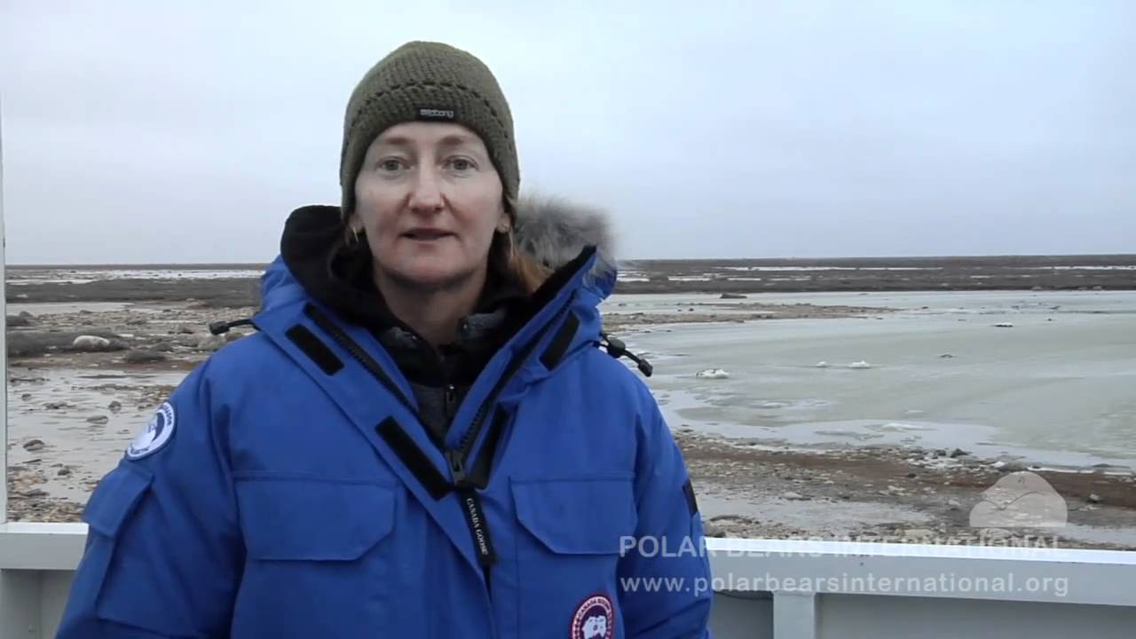 Polar Bear Senses - Polar Bear Senses

