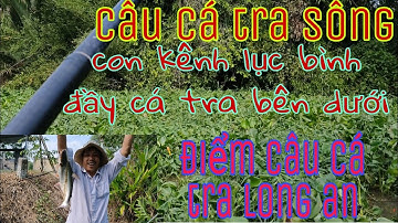 Câu cá tra sông con kênh lục bình nhiều cá tra bên dưới
