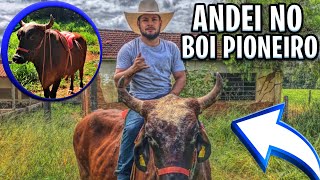 ANDEI NO BOI PIONEIRO SERÁ QUE ELE DEU TRABALHO....