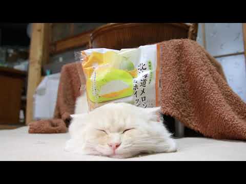 のせ猫　シライシパン　北海道メロン＆ホイップ