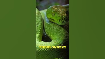 Green Tree Python | Vibrantly Beautiful Snake #shorts #short