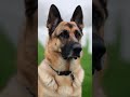 Heartbreaking: K9 Cries for Fallen Soldier 💔 #k9 #army #dog #military #germanshepherd
