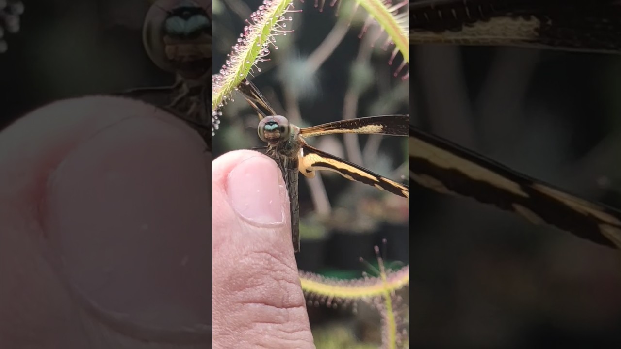 Drosera Binata Catching a Dragon fly 
