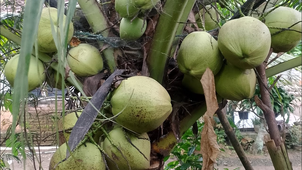 Bibit kelapa genjah entok pendek berbuah//contoh pohonnya ad dan bibit tersedia 081392066734