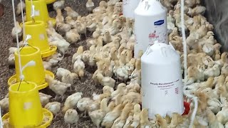 картинка: Факты о разведении кур-несушек, которые вам нужно знать 😁