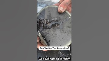 #geology #jurassicworld #ammonites #ammonite #geology #fossil #fossils #fossilfuel #trending #trend