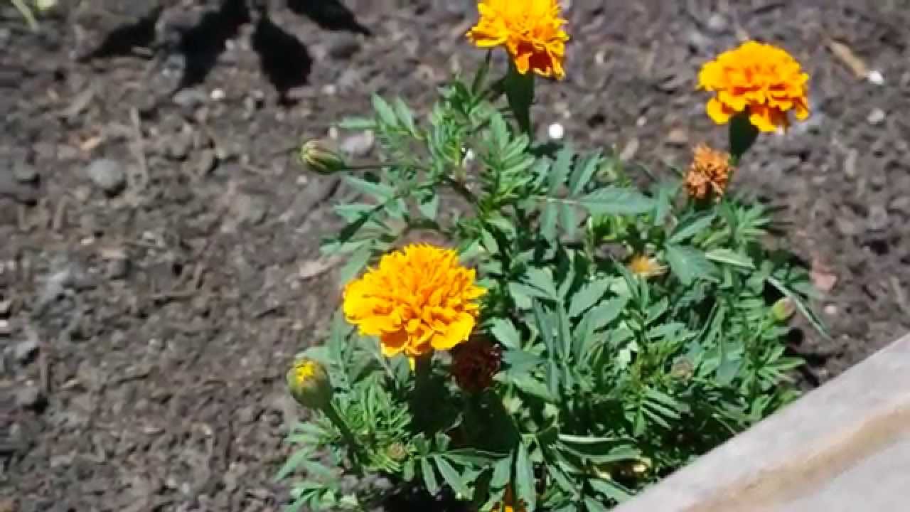 FRENCH DWARF MARIGOLDS IN THE GARDEN YouTube