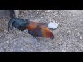 Mean Roosters - Chicken Behavior