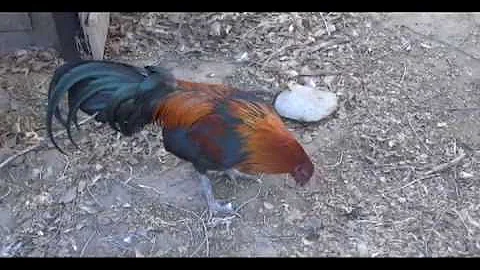 Mean Roosters - Chicken Behavior
