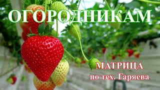 Экстракт Клубники🍓Матрица Для Растений💠Strawberry Extract🍓Vegetable Matrix