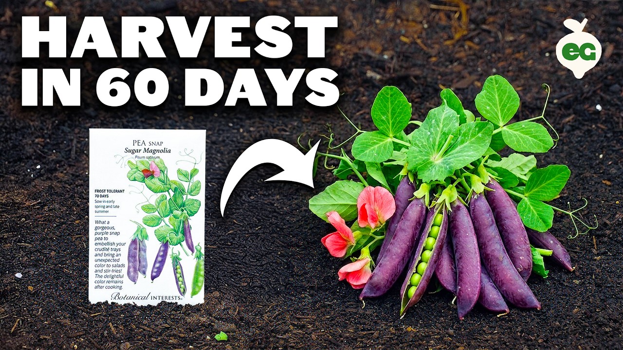 Growing Peas, from Seed to Harvest (FULL GROW GUIDE)
