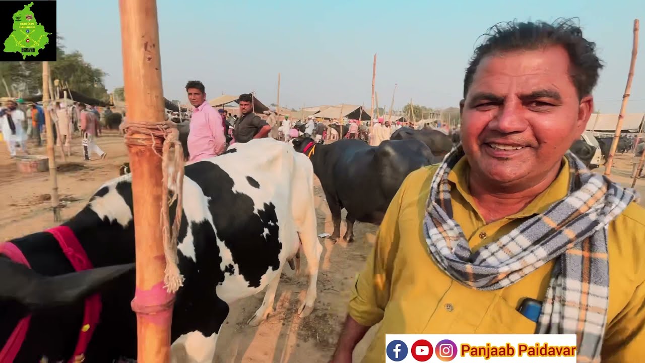 HF ਨਸਲ ਦੀਆਂ ਗਾਵਾਂ। ਕਿੰਨਾ ਰੇਟ ਕਿੰਨਾ ਦੁੱਧ। HF नसल की गाय कितना दूध देती है और कितना मोल है।