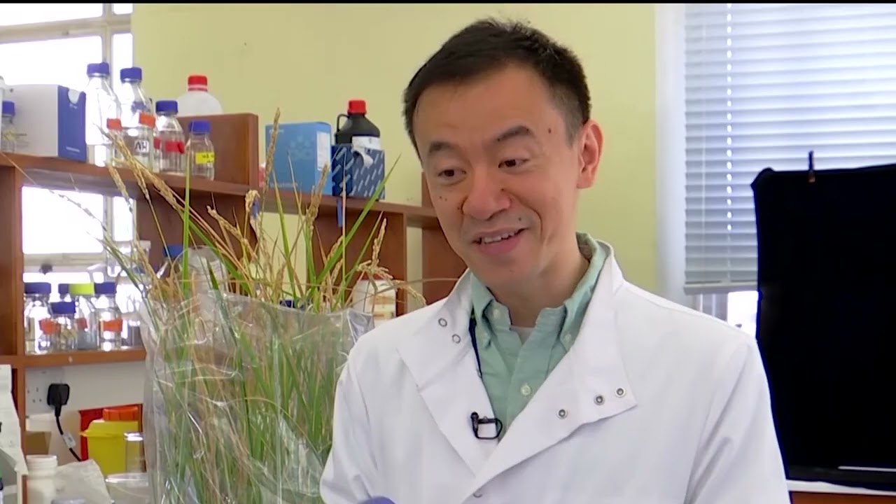 Rice gene may unlock higher yields and curb fertilizers