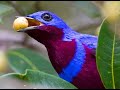 The super pretty Banded Cotinga at Bahia - Brazil dec23