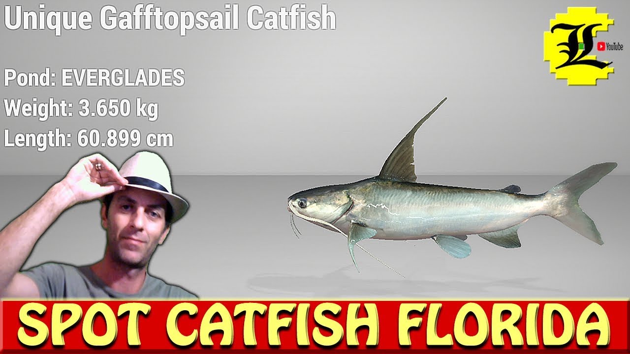 FISHING SPOT GAFFTOPSAIL CATFISH UNIQUE FLORIDA