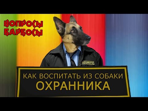 Как воспитать из собаки охранника.