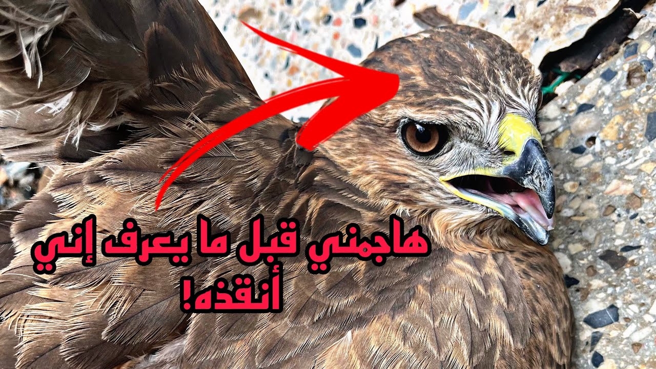 إنقاذ طائر جارح مصاب… لم أتوقع ردّة فعله أبداً